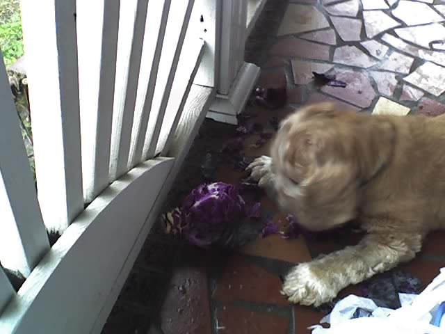 Red cabbage-- and Brussel Sprouts-- didn't stand a chance around Bridget!!